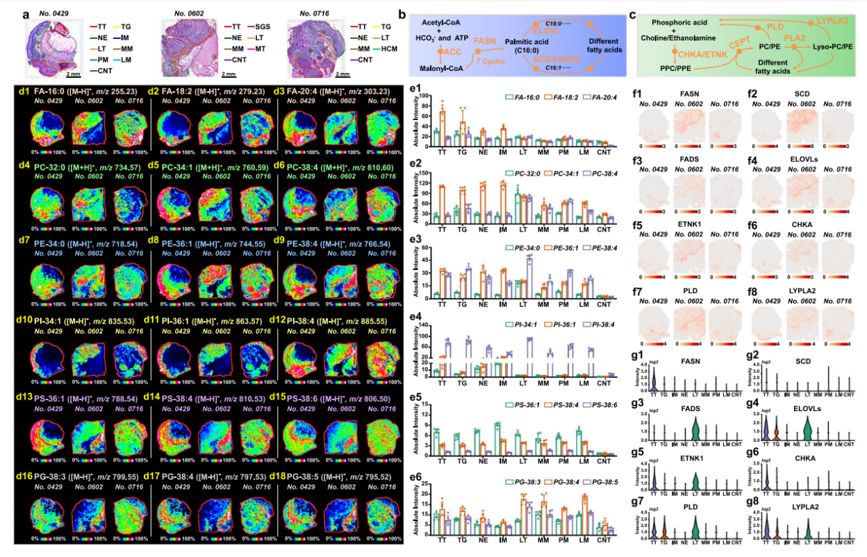 1756645588424127.png 1豆沙色.png